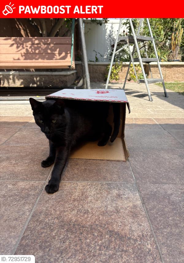 Lost Female Cat last seen Lakemont & Edgemont, Huntington Beach, CA 92647