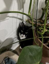 Lost Male Cat last seen Se 136th and Se Center, Portland, OR 97236