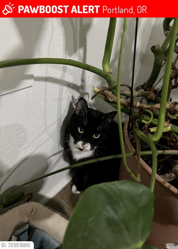 Lost Male Cat last seen Se 136th and Se Center, Portland, OR 97236