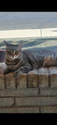 Lost Female Cat last seen w Cheryl  And 103rd dr, Sun City, AZ 85351