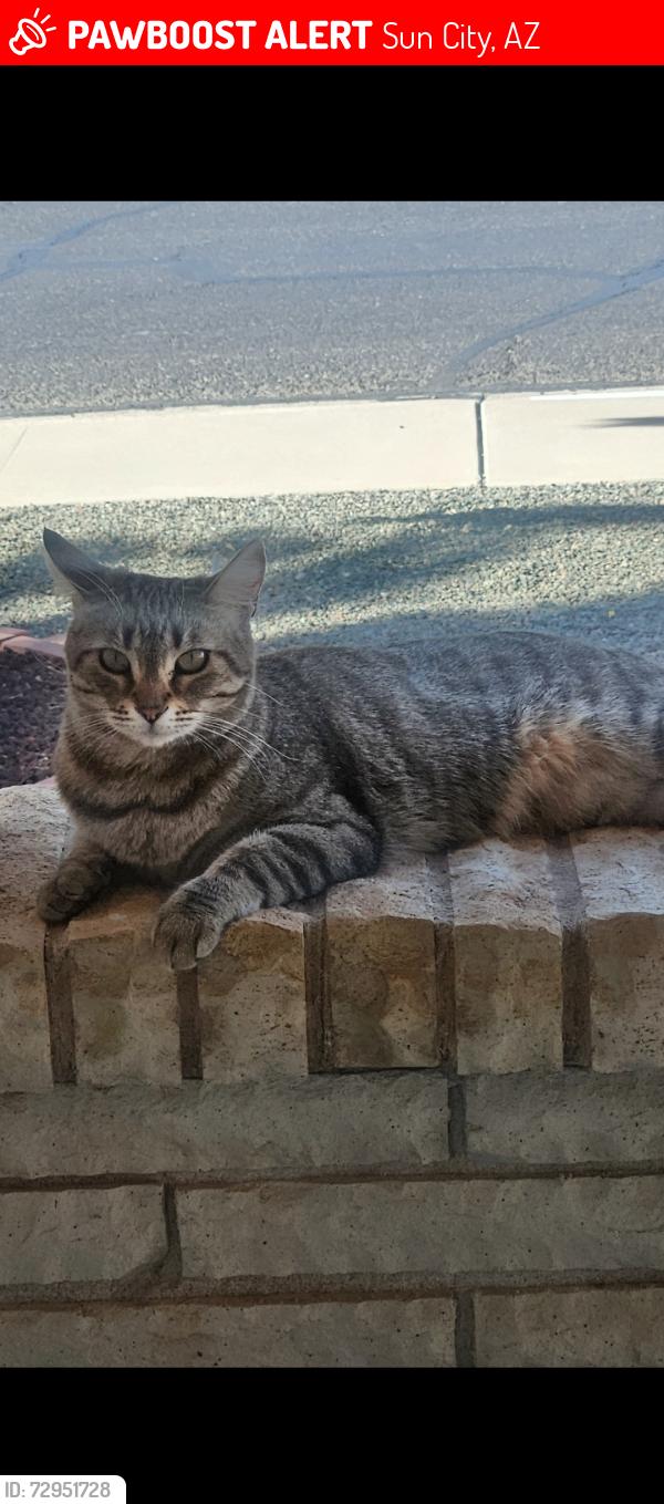 Lost Female Cat last seen w Cheryl  And 103rd dr, Sun City, AZ 85351