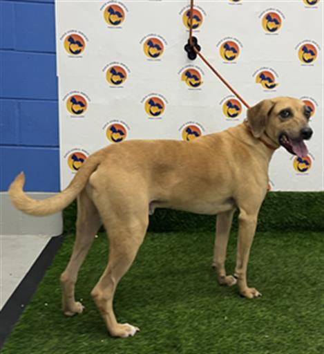 Shelter Stray Male Dog last seen Near BLOCK BEACON SQUARE DRIVE (NEAR WILTSHIRE DRIVE), Land O' Lakes, FL 34638