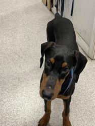 Shelter Stray Male Dog last seen NEAR SUMMERHOUSE APARTMENTS, Alameda, CA 94501
