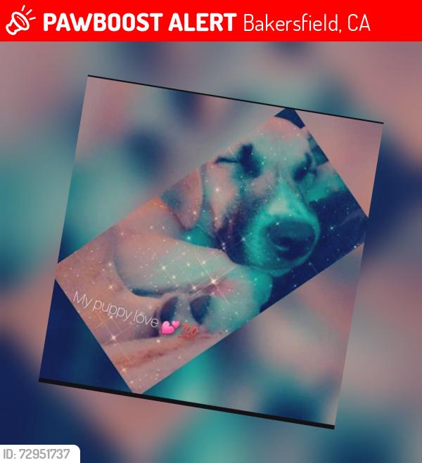 Lost Female Dog last seen White Lane And Hughes, Bakersfield, CA 93313