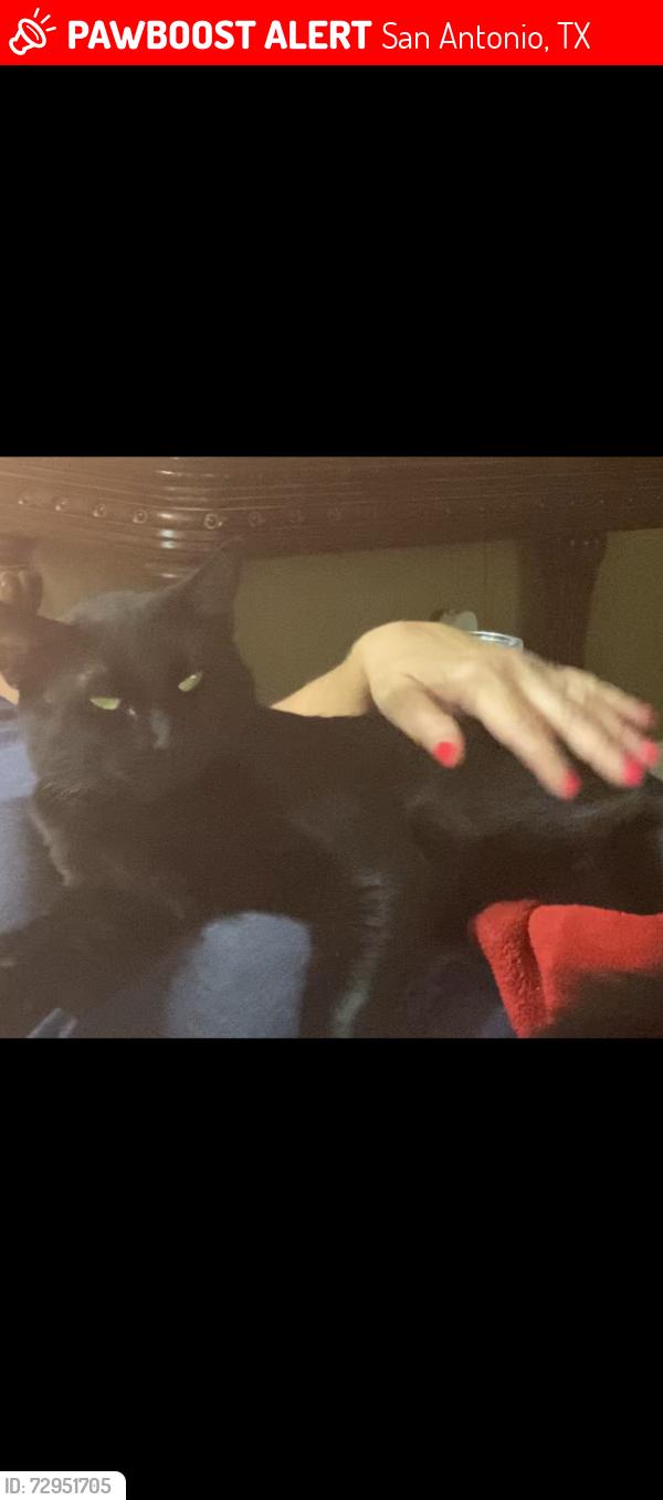 Lost Male Cat last seen Mountain fall and mountain mist, San Antonio, TX 78258