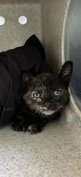 Shelter Stray Female Cat last seen , 4275 Elton St, Baldwin Park, CA 91706, USA