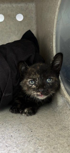 Shelter Stray Female Cat last seen , 4275 Elton St, Baldwin Park, CA 91706, USA