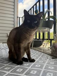 Reunited Male Cat last seen Woodstone & Vance Jackson, San Antonio, TX 78230