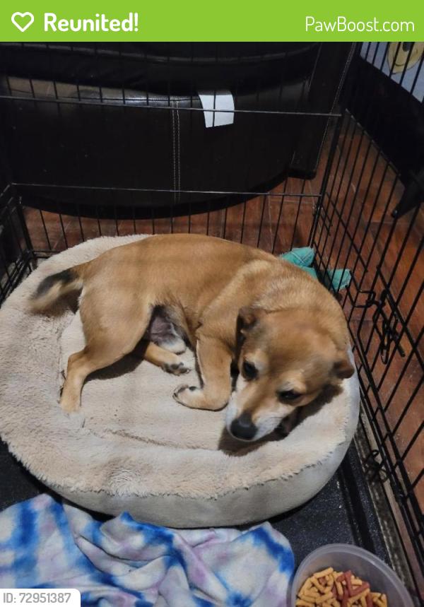 Reunited Male Dog last seen North Cobb High School, Kennesaw, GA 30144