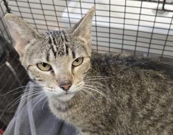 Shelter Stray Female Cat last seen , Tucson, AZ 85745