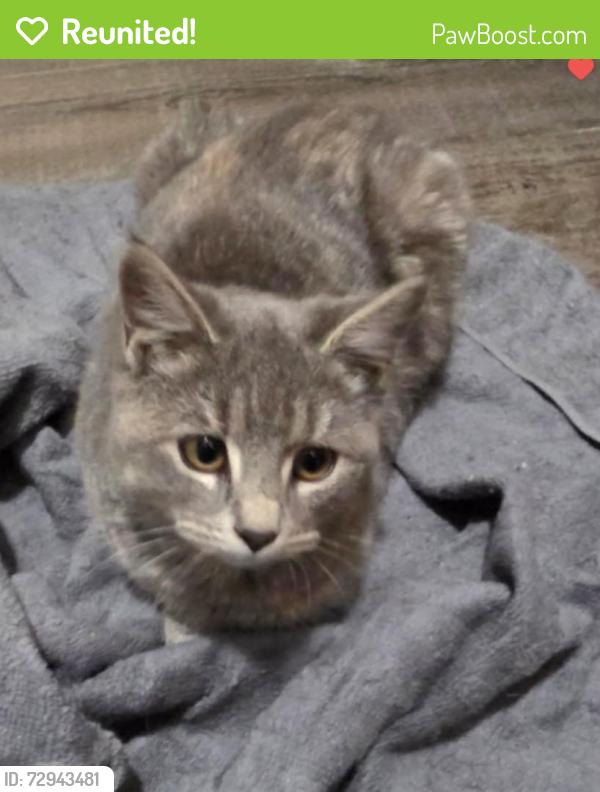 Reunited Female Cat last seen Pershing Avenue, District Justice Office, Lebanon, PA 17042