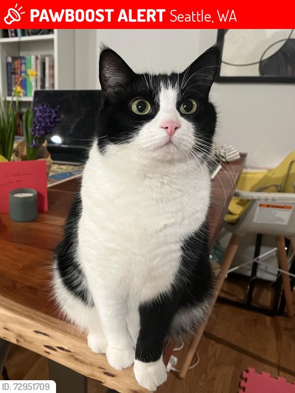 Lost Female Cat last seen E Olive St and 25th Ave, Seattle, WA 98122