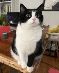 Lost Female Cat last seen E Olive St and 25th Ave, Seattle, WA 98122