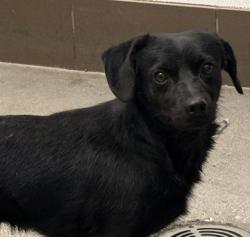 Shelter Stray Male Dog last seen , Tucson, AZ 85745