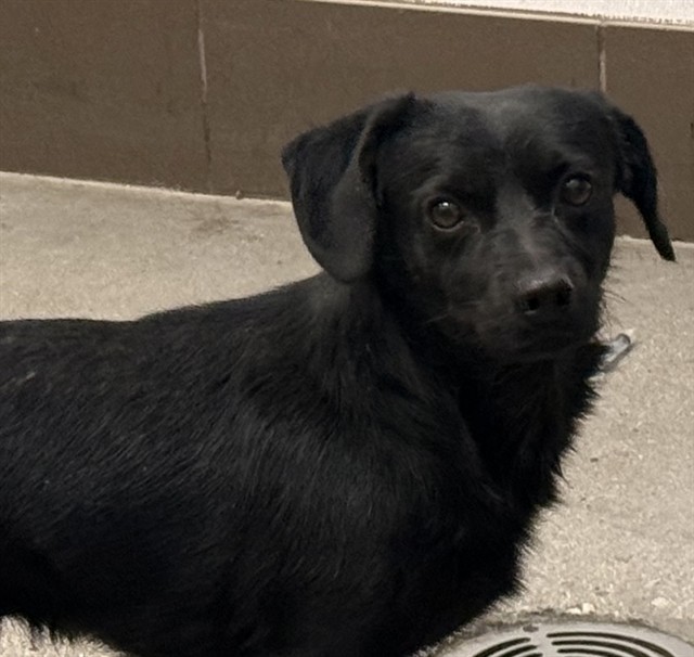 Shelter Stray Male Dog last seen , Tucson, AZ 85745