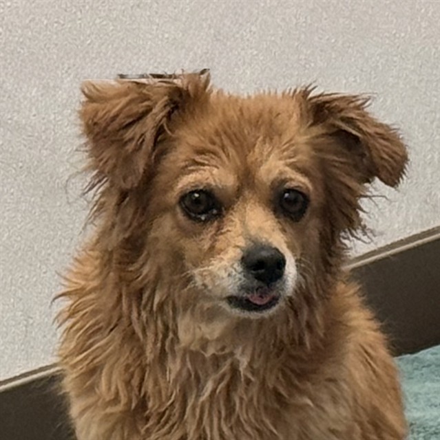 Shelter Stray Female Dog last seen , Tucson, AZ 85745