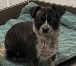 Shelter Stray Male Dog last seen , Tucson, AZ 85745