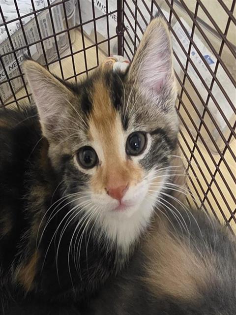 Shelter Stray Female Cat last seen EVERGLADE DR & WISSEMANN DR, Sacramento, CA 95818