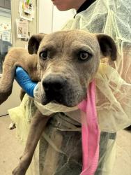 Shelter Stray Male Dog last seen , Tucson, AZ 85745