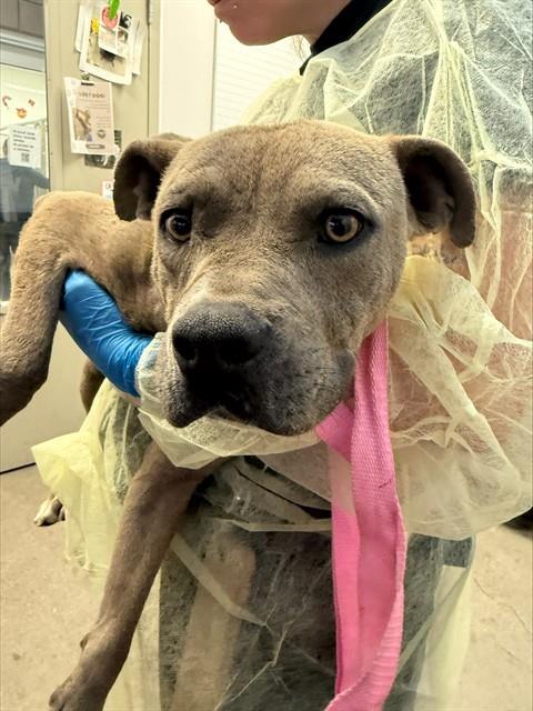 Shelter Stray Male Dog last seen , Tucson, AZ 85745