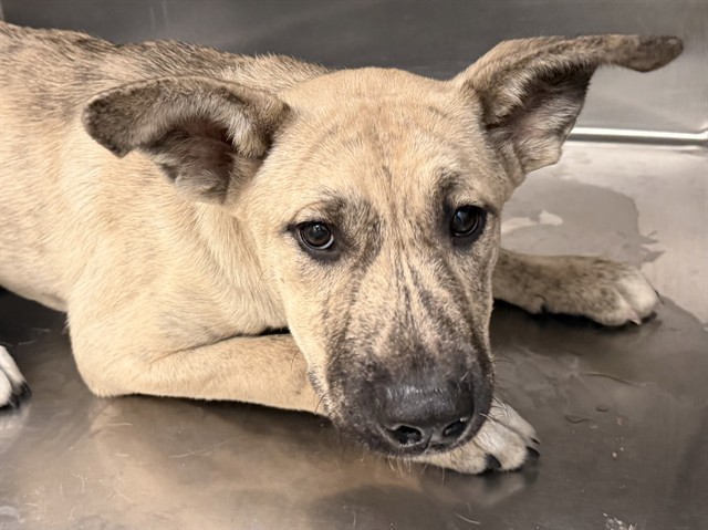Shelter Stray Male Dog last seen , Tucson, AZ 85745