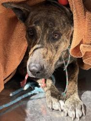 Shelter Stray Female Dog last seen , Tucson, AZ 85745