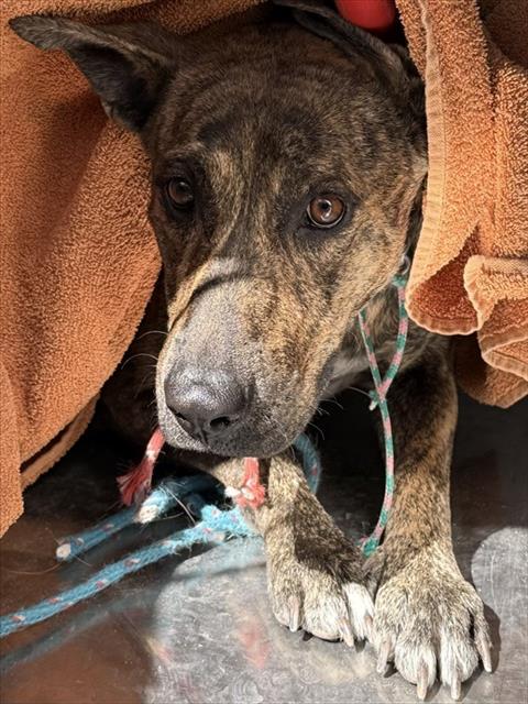 Shelter Stray Female Dog last seen , Tucson, AZ 85745