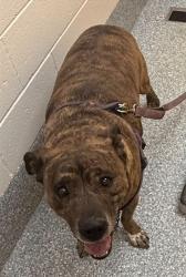 Shelter Stray Male Dog last seen , Tucson, AZ 85745