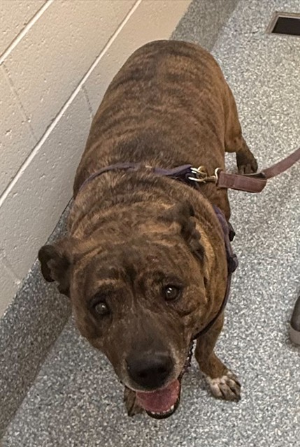 Shelter Stray Male Dog last seen , Tucson, AZ 85745