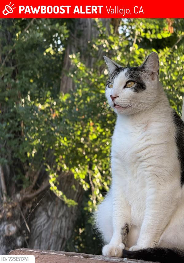 Lost Male Cat last seen Marin, Ohio and Sacramento , Vallejo, CA 94590