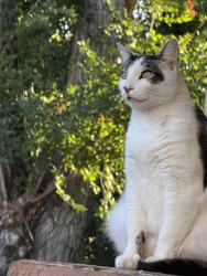 Lost Male Cat last seen Marin, Ohio and Sacramento , Vallejo, CA 94590