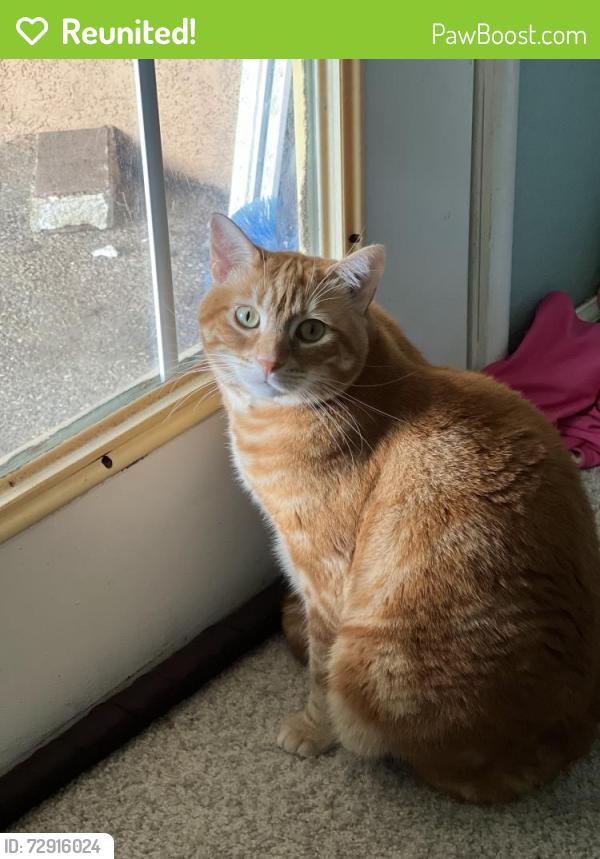 Reunited Female Cat last seen San Juan and Amy Ave, Fair Oaks, CA 95628