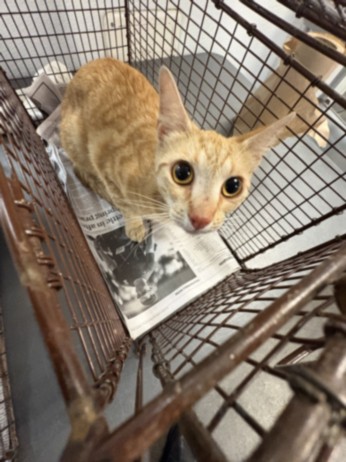 Shelter Stray Female Cat last seen , Los Angeles, CA 90047