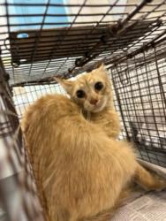 Shelter Stray Male Cat last seen , Los Angeles, CA 90047