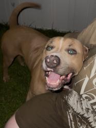 Found/Stray Male Dog last seen Circle K, Semmes, AL 36575