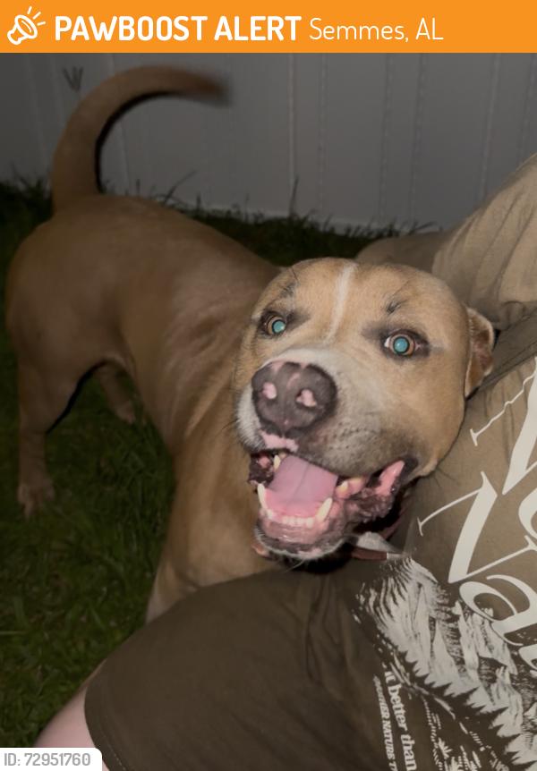 Found/Stray Male Dog last seen Circle K, Semmes, AL 36575