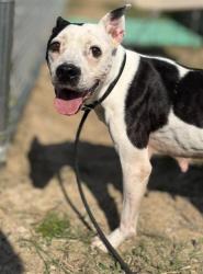 Shelter Stray Female Dog last seen Near BLOCK S 5TH STREET, Watterson Park, KY 40218