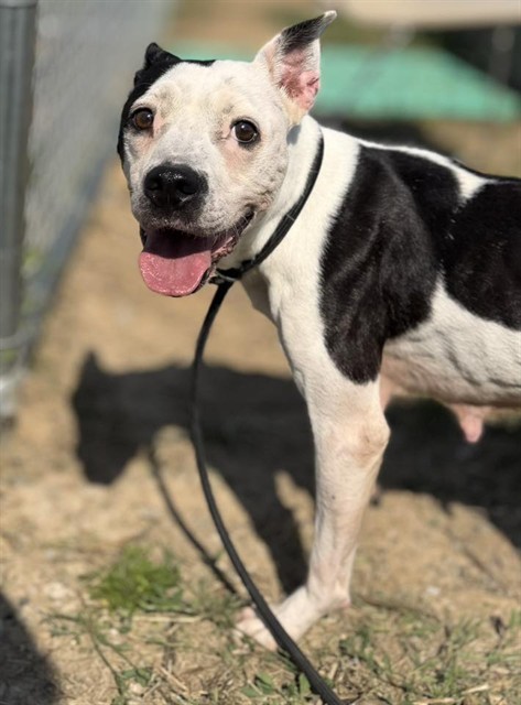 Shelter Stray Female Dog last seen Near BLOCK S 5TH STREET, Watterson Park, KY 40218