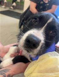 Shelter Stray Male Dog last seen Near BLOCK S 28TH ST, Watterson Park, KY 40218