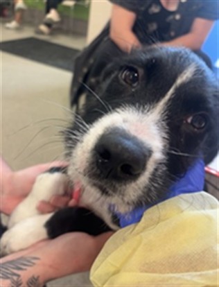 Shelter Stray Male Dog last seen Near BLOCK S 28TH ST, Watterson Park, KY 40218