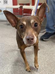 Shelter Stray Male Dog last seen Near BLOCK WOODLAWN AVE, Watterson Park, KY 40218