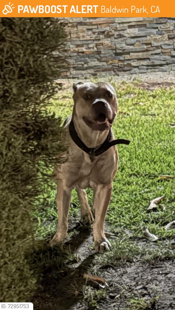 Found/Stray Male Dog last seen Merced & Big Dalton, Baldwin Park, CA 91706