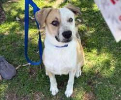 Shelter Stray Male Dog last seen Near BLOCK CALIFORNIA AVE, BAKERSFIELD CA 93309, Bakersfield, CA 93308
