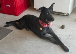 Shelter Stray Female Dog last seen Near BLOCK E CASA LOMA DR, BAKERSFIELD CA 93307, Bakersfield, CA 93308