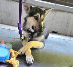 Shelter Stray Female Dog last seen Near BLOCK RIO MESA DR, BAKERSFIELD CA 93308, Bakersfield, CA 93308