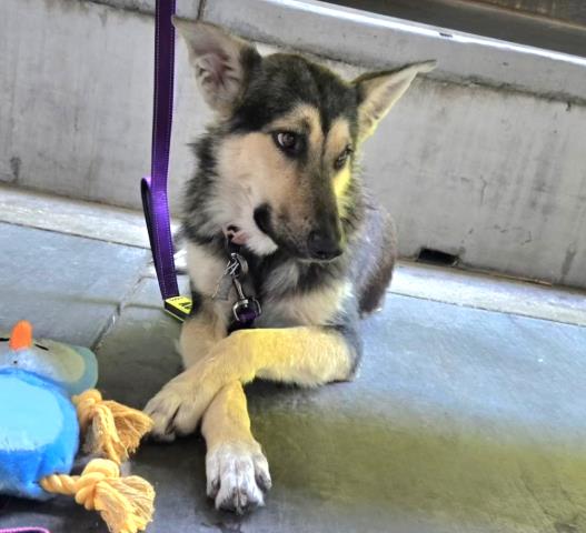 Shelter Stray Female Dog last seen Near BLOCK RIO MESA DR, BAKERSFIELD CA 93308, Bakersfield, CA 93308