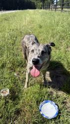 Found/Stray Female Dog last seen “san antonio” sign, Burleson, TX 76028