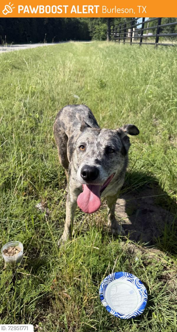 Found/Stray Female Dog last seen “san antonio” sign, Burleson, TX 76028