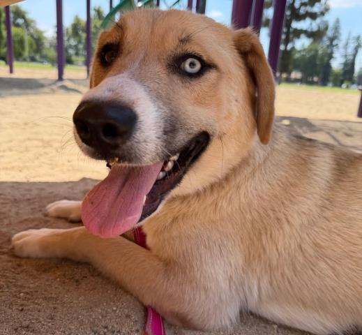 Shelter Stray Female Dog last seen Near BLOCK MARCEL DR, TEHACHAPI CA 93561, Bakersfield, CA 93308