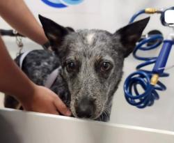 Shelter Stray Female Dog last seen Near BLOCK BEAR MOUNTAIN BLVD, BAKERSFIELD CA 93307, Bakersfield, CA 93308